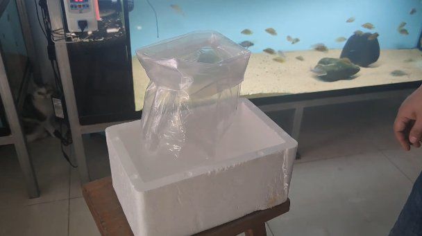 如何購買祥龍魚場的飼料魚？，如何購買祥龍魚場