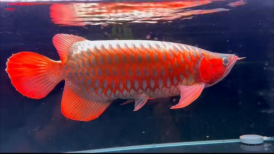紅龍魚十大最貴品種的圖片，當前公認的十大最貴紅龍魚品種