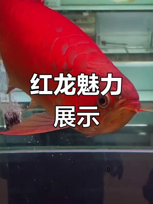紅龍魚十大最貴品種的圖片，當前公認的十大最貴紅龍魚品種