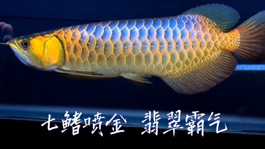 如何判斷七鰭過背金龍的品質，判斷七鰭過背金龍的品質是一個復雜而復雜而復雜的過程