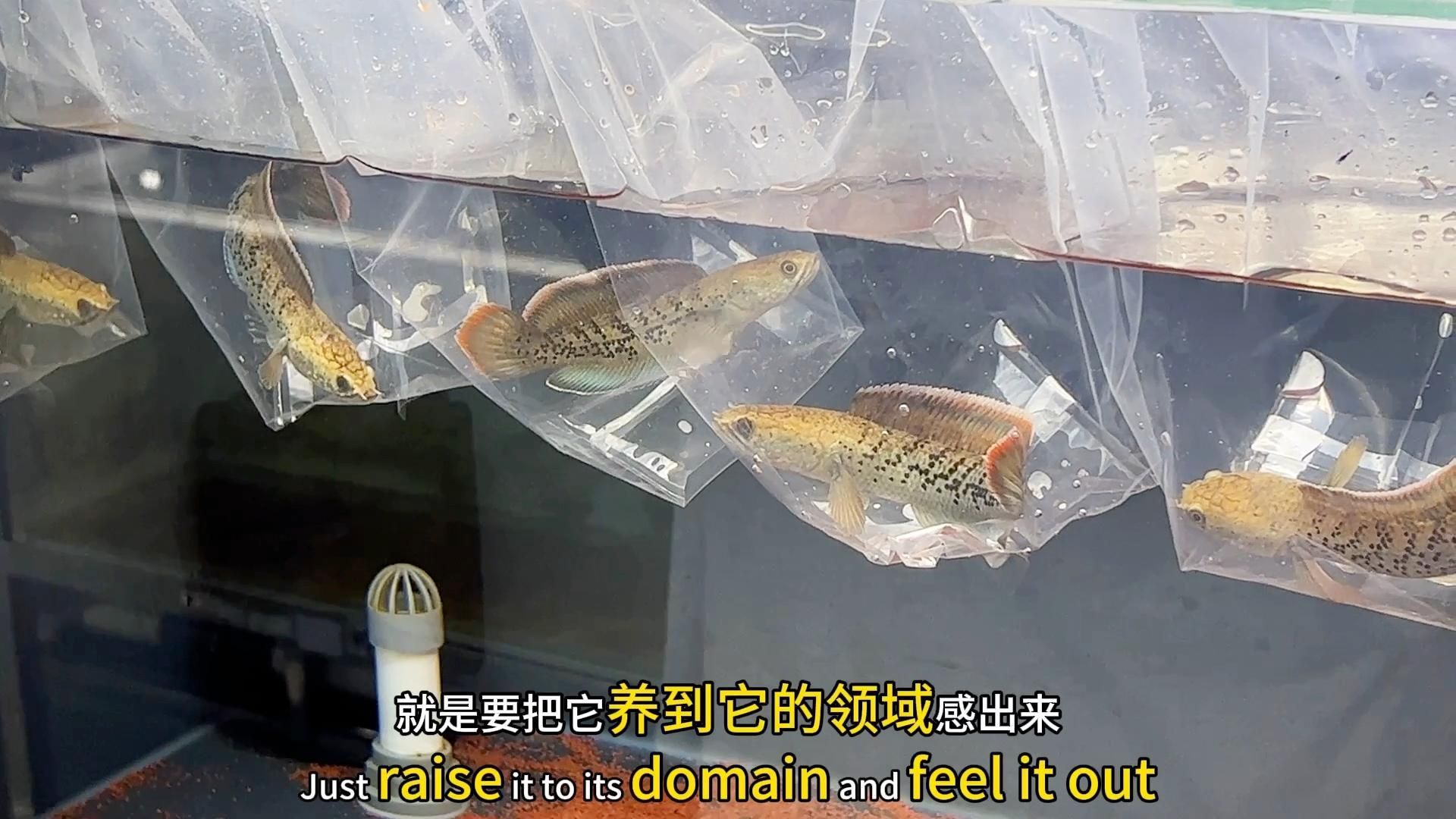給我一份詳細的鬼王雷龍魚飼養指南，一份詳細的鬼王雷龍魚飼養指南