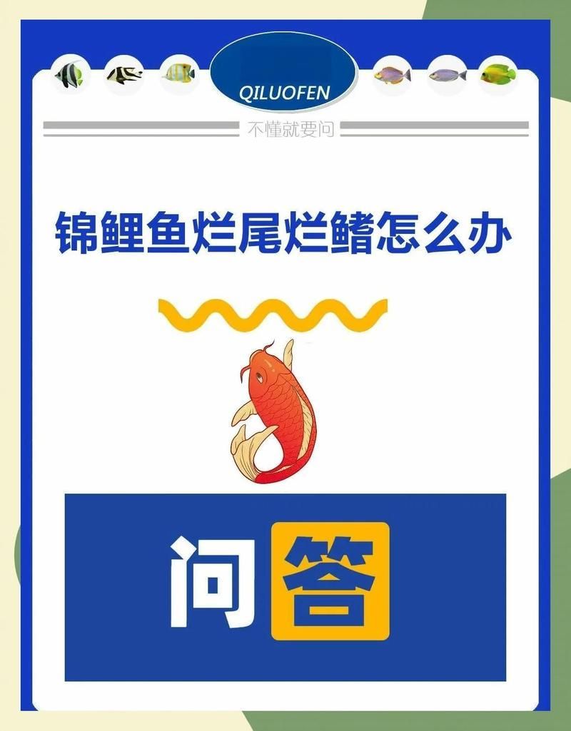 如何預防魚爛鰭爛尾的發生