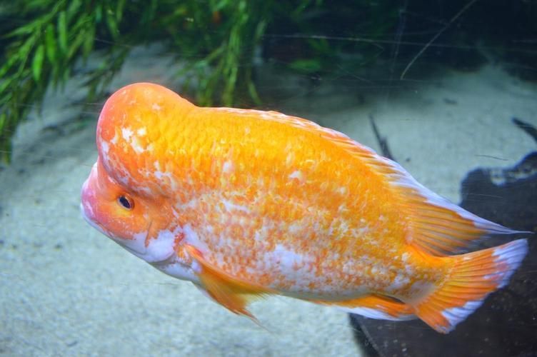 如何預防魚爛鰭爛尾的發生
