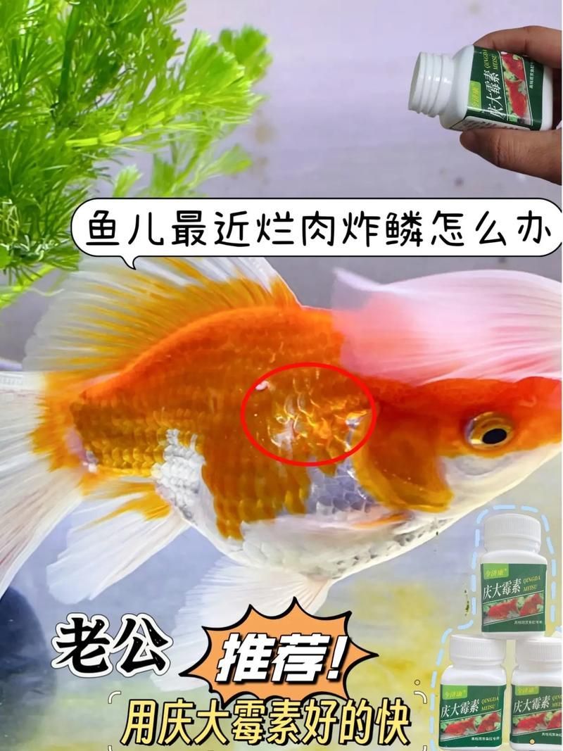 如何預防魚爛鰭爛尾的發生