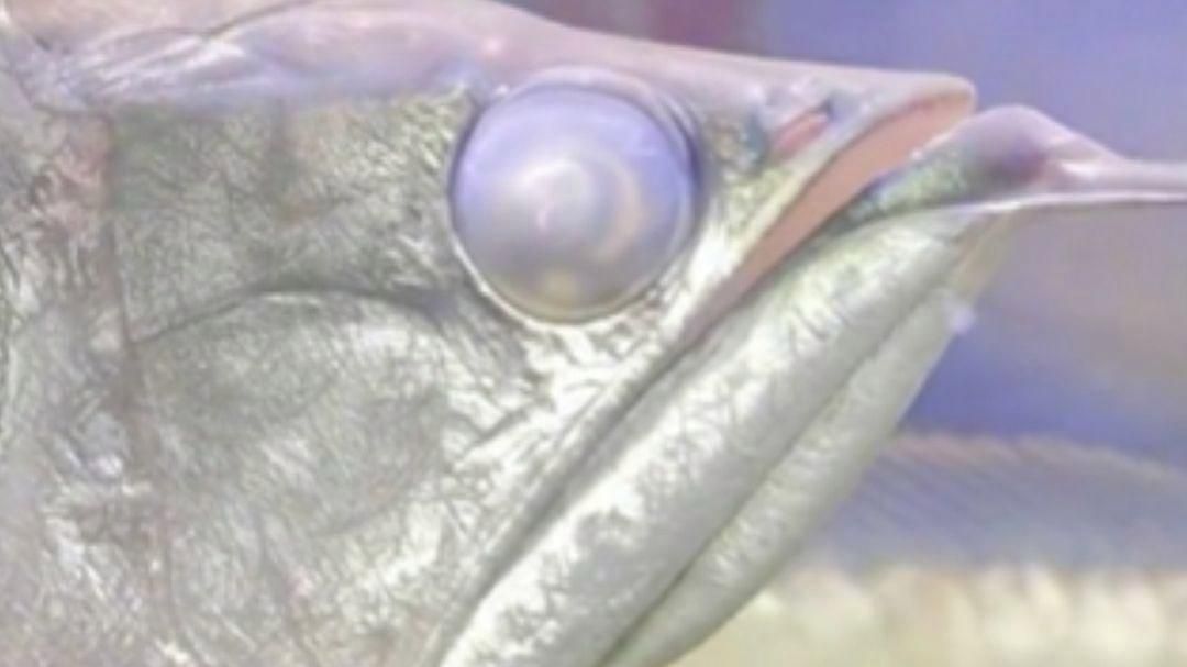 如何挑選龍魚，如何挑選龍魚，