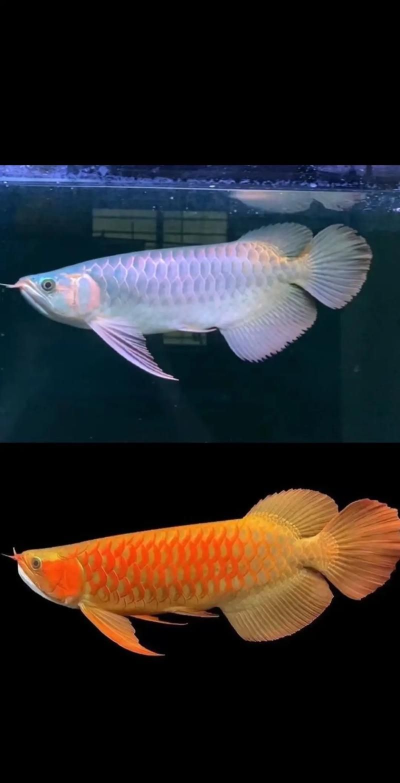 紅龍魚手機(jī)壁紙有哪些類型