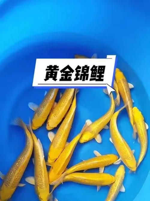 如何辨別鳳陽龍魚的真假？，鳳陽龍魚的辨別方法