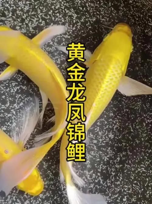 如何辨別鳳陽(yáng)龍魚(yú)的真假？，鳳陽(yáng)龍魚(yú)的辨別方法