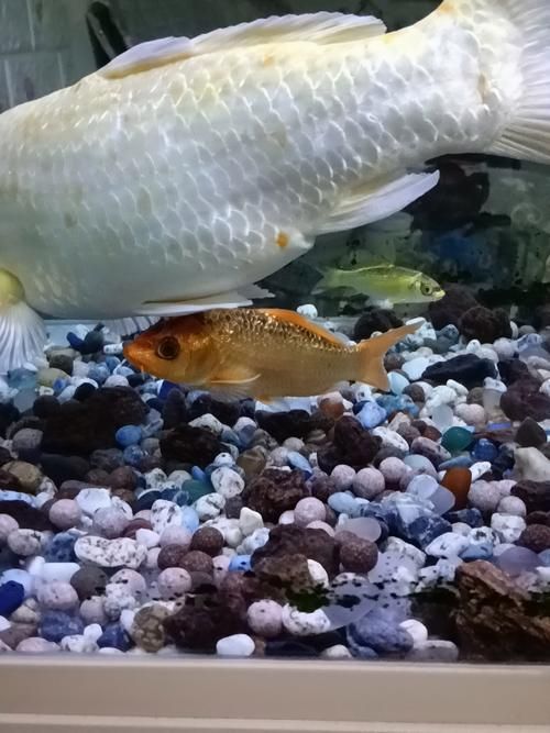 如何辨別鳳陽龍魚的真假？，鳳陽龍魚的辨別方法