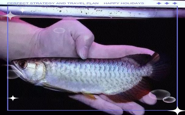 如何判斷一條龍魚的品相是否優秀？，判斷一條龍魚的品相是否優秀