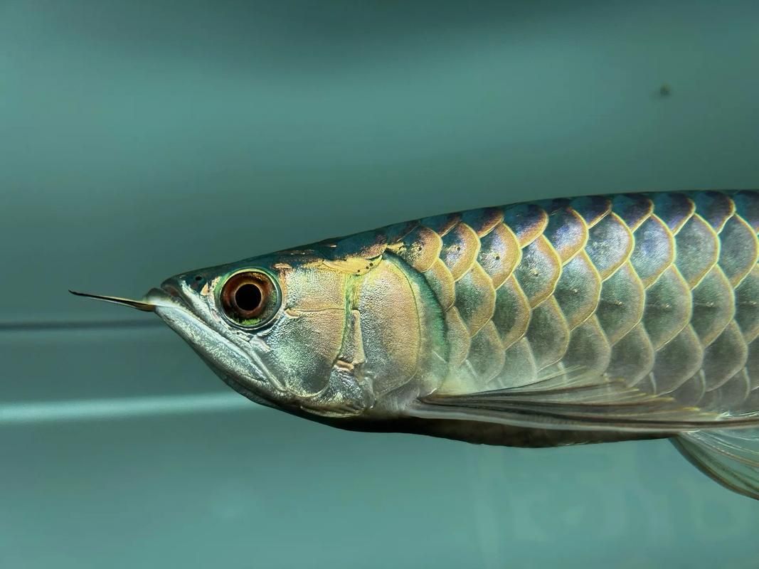 如何判斷一條龍魚的品相是否優秀？，判斷一條龍魚的品相是否優秀