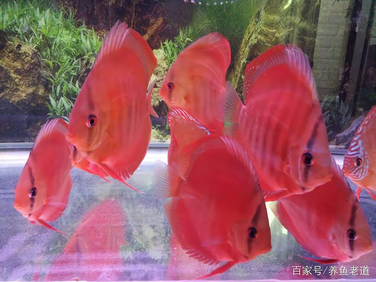 如何判斷龍魚苗是否饑餓或飽食？，—體態(tài)—投喂量化—體態(tài)—體態(tài)—投喂量化—