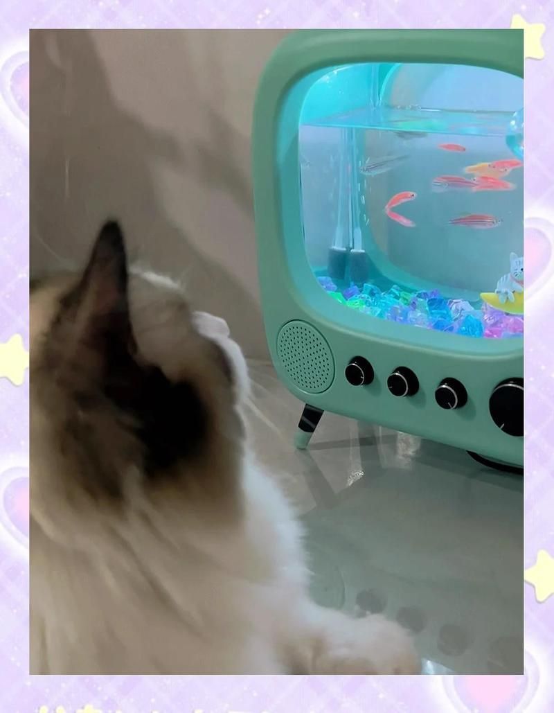 斑馬狗頭魚對水溫有何要求？