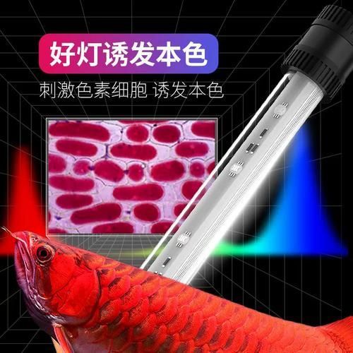 除了以上品牌，還有哪些龍魚發色燈品牌？，選擇龍魚發色燈品牌的重要性