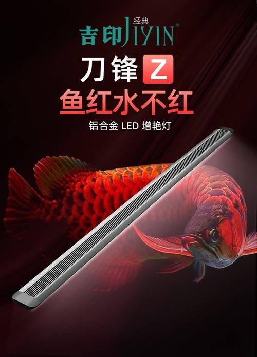 紅龍魚(yú)缸應(yīng)該用什么顏色的燈光，紅龍魚(yú)缸應(yīng)該用什么顏色的燈光，紅龍魚(yú)缸的燈光應(yīng)該用什么顏色的