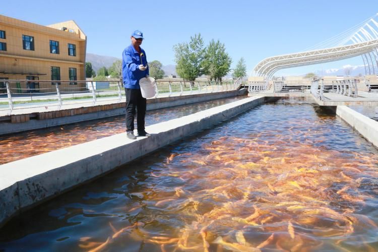 臨夏縣龍魚養殖的政策支持有哪些？，臨夏縣水產養殖的政策支持