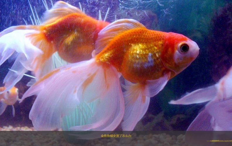 如何預防魚炸鱗病，足“配圖”預防魚炸鱗病思考完成arxiv論文助手