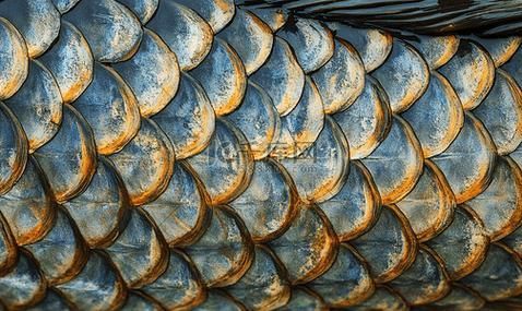 如何預防魚炸鱗病，足“配圖”預防魚炸鱗病思考完成arxiv論文助手