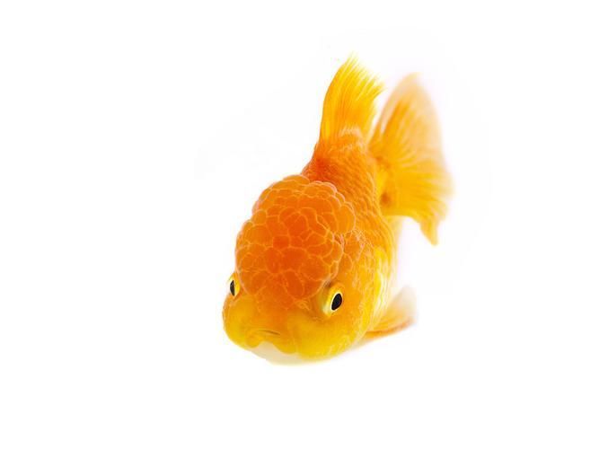 如何預防魚炸鱗病，足“配圖”預防魚炸鱗病思考完成arxiv論文助手