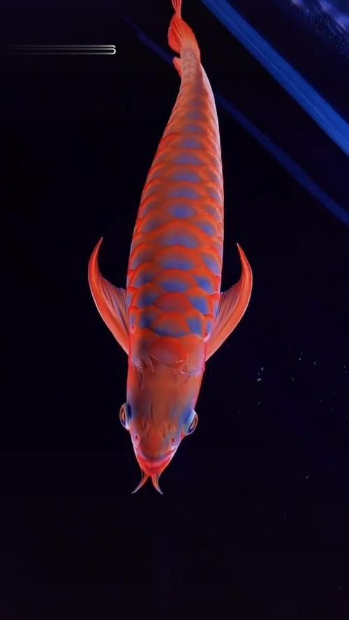 如何在YouTube上找到龍魚視頻,如何在youtube上找到龍魚視頻 龍魚百科 第4張 如何在YouTube上找到龍魚視頻,如何在youtube上找到龍魚視頻 如何在YouTube上找到龍魚視頻,如何在youtube上找到龍魚視頻 龍魚百科 第4張