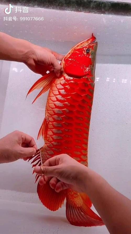 如何在YouTube上找到龍魚視頻,如何在youtube上找到龍魚視頻 龍魚百科 第5張 如何在YouTube上找到龍魚視頻,如何在youtube上找到龍魚視頻 如何在YouTube上找到龍魚視頻,如何在youtube上找到龍魚視頻 龍魚百科 第5張