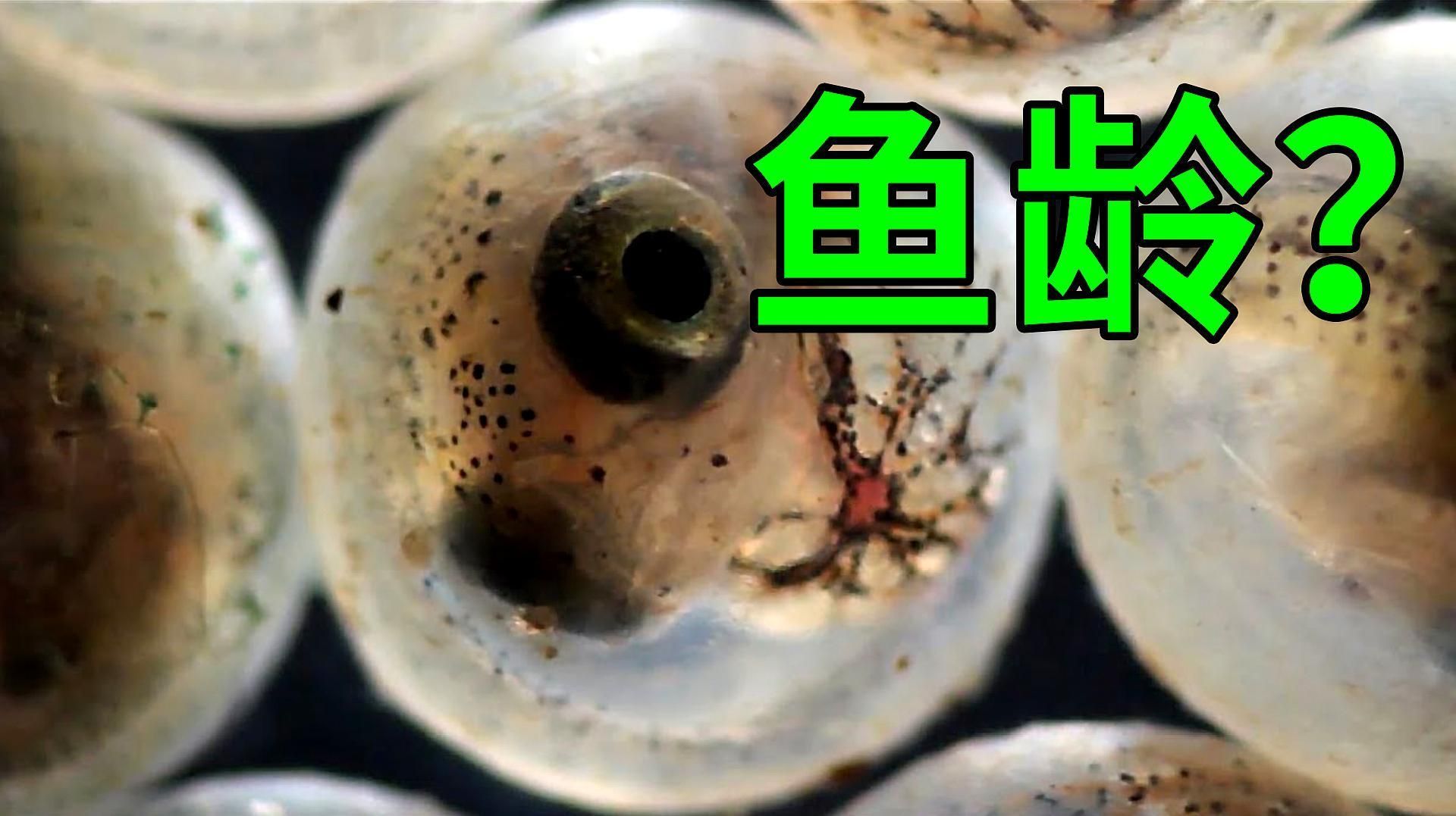 如何判斷一條魚的年齡，如何判斷一條魚的年齡，如何判斷一條魚的年齡是否能嘗出味道