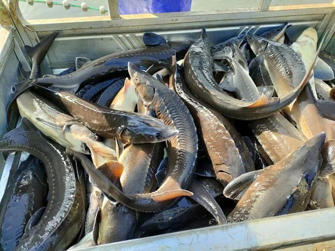 井陘礦龍魚的市場需求如何？，“井陘礦龍魚”市場需求旺盛井陘礦龍魚市場需求旺盛