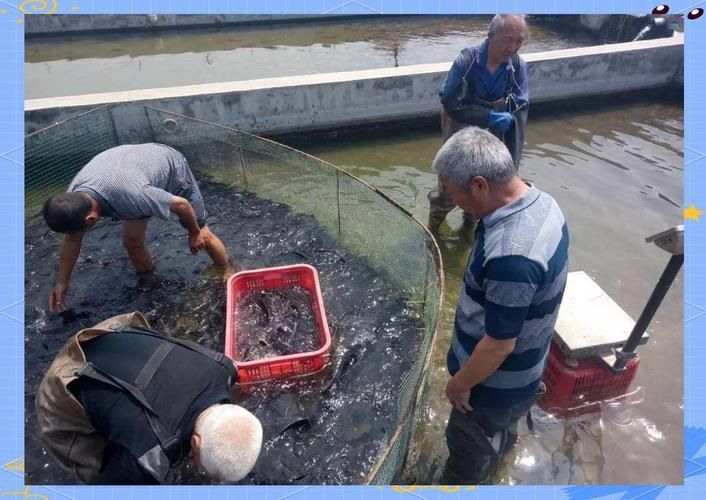 井陘礦龍魚的市場需求如何？，“井陘礦龍魚”市場需求旺盛井陘礦龍魚市場需求旺盛
