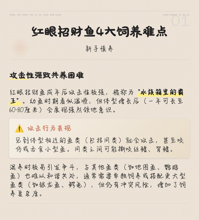 紅眼招財魚多久喂一次，紅眼招財魚喂食指南:紅眼招財魚多久喂一次