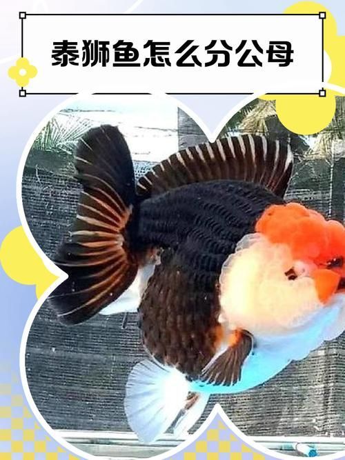 如何預防泰獅魚鰭根部充血，如何預防泰獅魚鰭根部充血思考完成