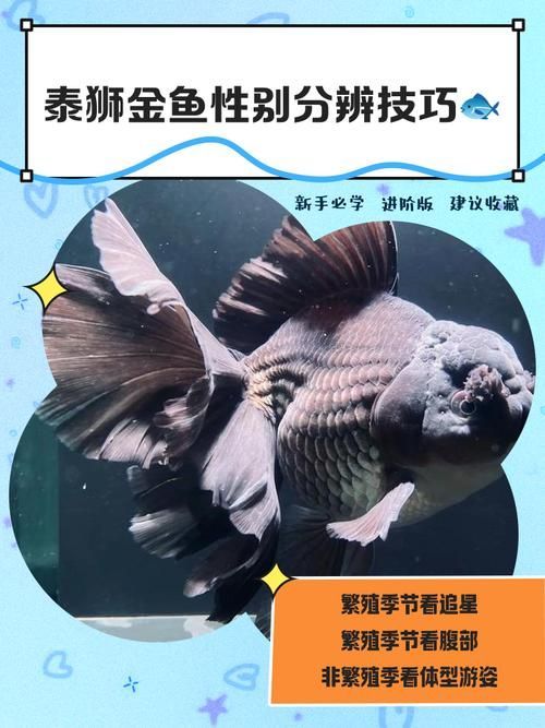 如何預防泰獅魚鰭根部充血，如何預防泰獅魚鰭根部充血思考完成
