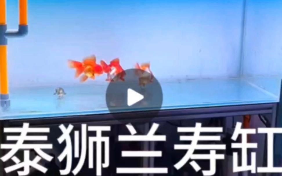 如何預防泰獅魚鰭根部充血，如何預防泰獅魚鰭根部充血思考完成