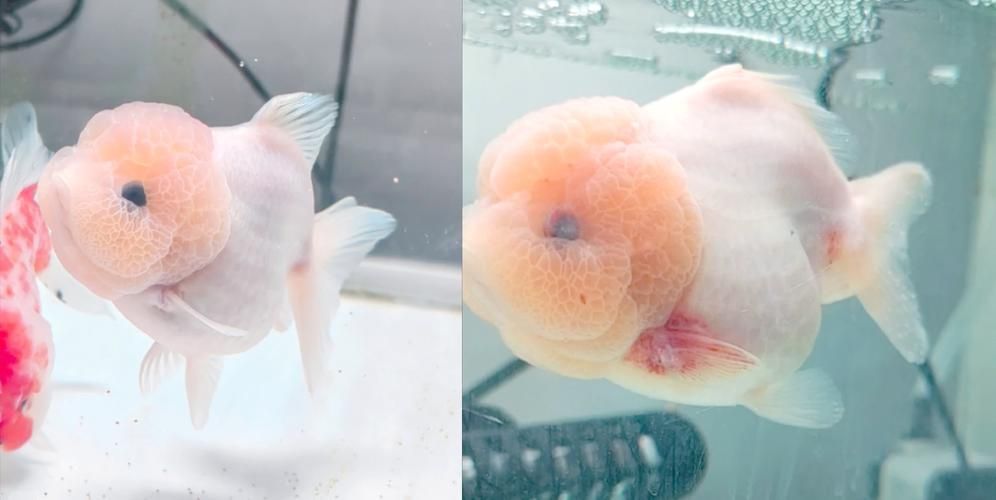 如何預防泰獅魚鰭根部充血，如何預防泰獅魚鰭根部充血思考完成
