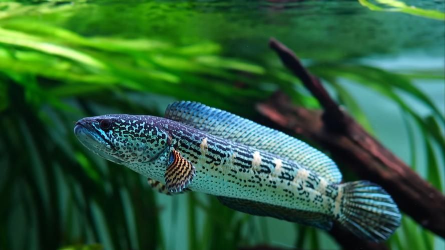 如何挑選新鮮的雷龍魚，如何挑選新鮮的雷龍魚（arowanahealthyvssickfishimage”
