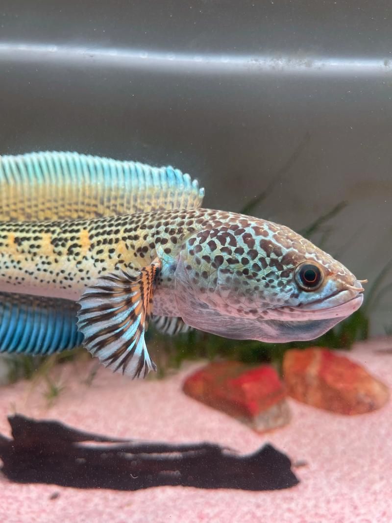 如何挑選新鮮的雷龍魚，如何挑選新鮮的雷龍魚（arowanahealthyvssickfishimage”