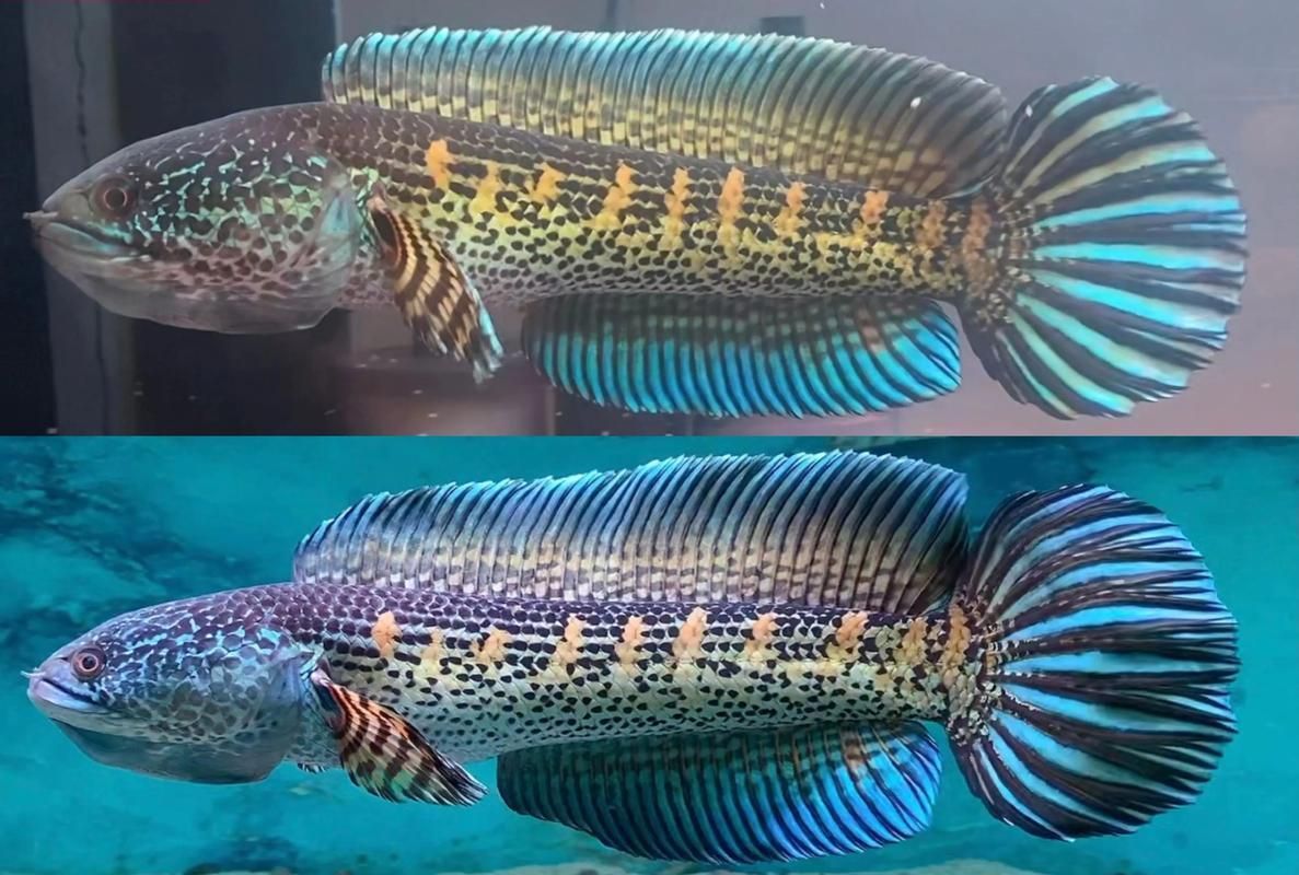 如何挑選新鮮的雷龍魚，如何挑選新鮮的雷龍魚（arowanahealthyvssickfishimage”