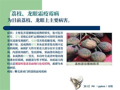龍睛爛尾會(huì)傳染嗎，龍眼爛尾會(huì)傳染嗎