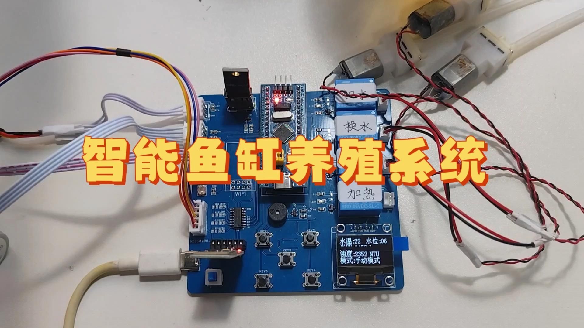 望都龍魚的養殖技術有哪些？，望都龍魚并非傳統意義上的觀賞龍魚