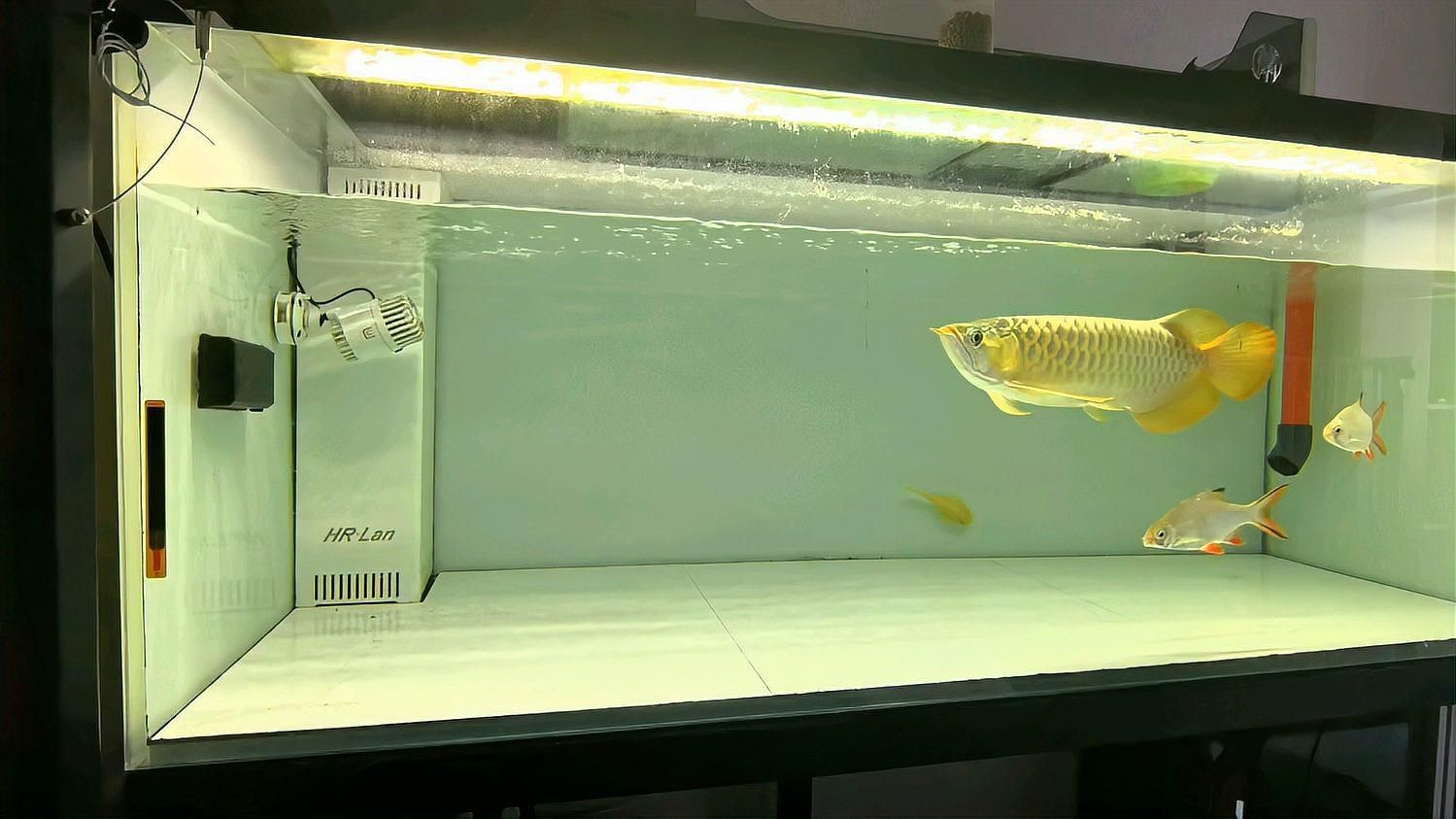 如何選擇適合龍魚的優質飼料？，如何選擇適合龍魚的優質飼料