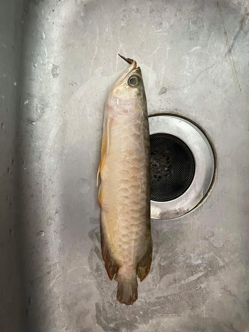 如何判斷化州龍魚是否煮熟，如何判斷化州龍魚是否煮熟，化州龍魚是否煮熟的標準