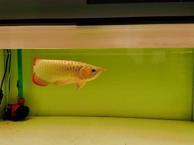 龍魚燈光色溫如何選擇，龍魚燈光色溫的選擇