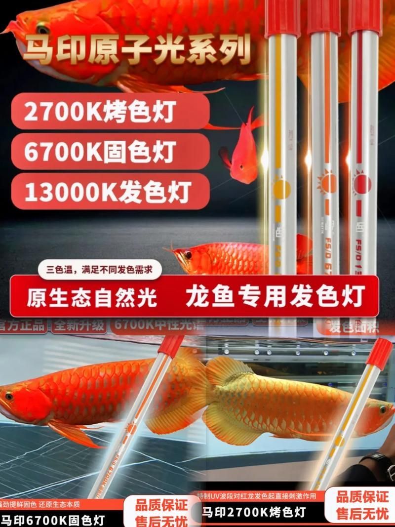龍魚燈光色溫如何選擇，龍魚燈光色溫的選擇
