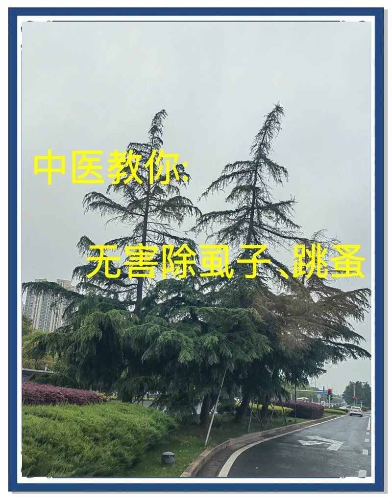 有沒有更多治療魚虱的中草藥 有沒有更多治療魚虱的中草藥 龍魚百科 第1張