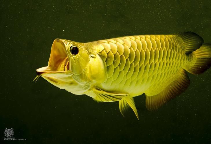 杜集龍魚(yú)主要分布在哪些地區(qū)？，杜集龍魚(yú)（scleropagesformosus）