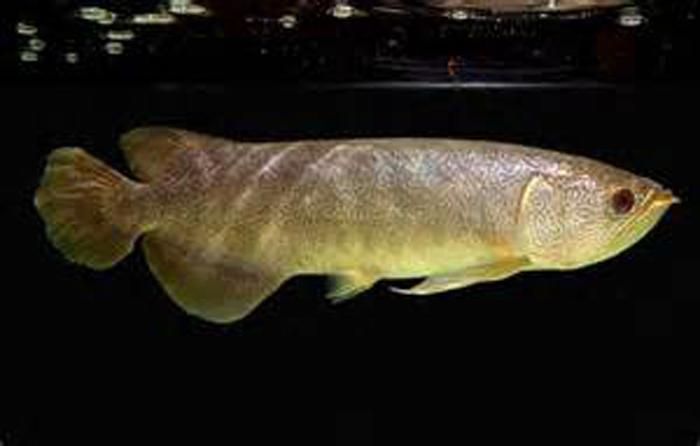 杜集龍魚(yú)主要分布在哪些地區(qū)？，杜集龍魚(yú)（scleropagesformosus）