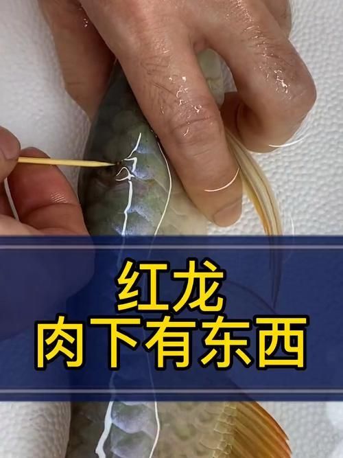 如何辨別真假龍魚血統證書？，如何辨別國際公認的龍魚血統證書