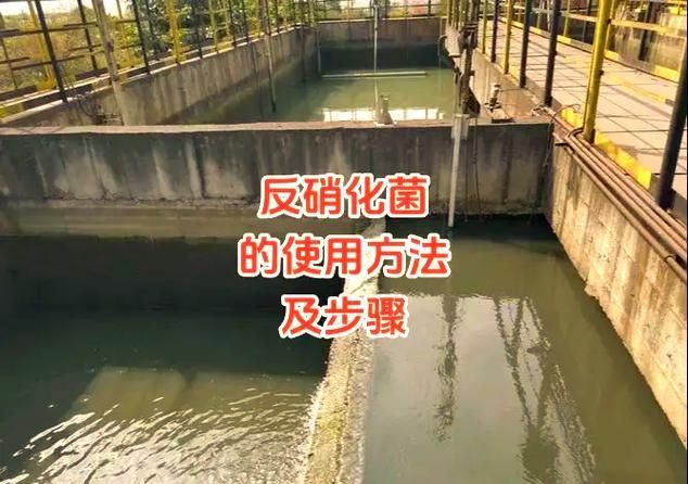 硝化菌培養過程中需要注意哪些事項，mcp工具中的硝化菌培養過程中需要注意哪些事項