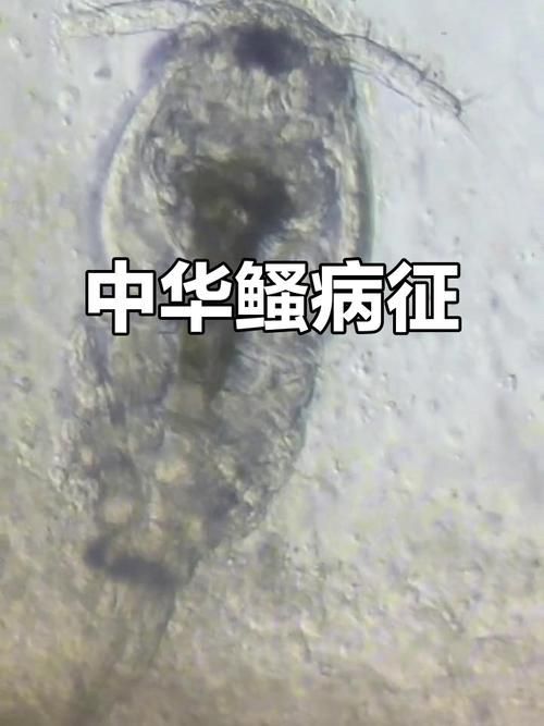 如何判斷魚病類型？，arxiv論文助手arxiv論文助手判斷魚病四維診斷法