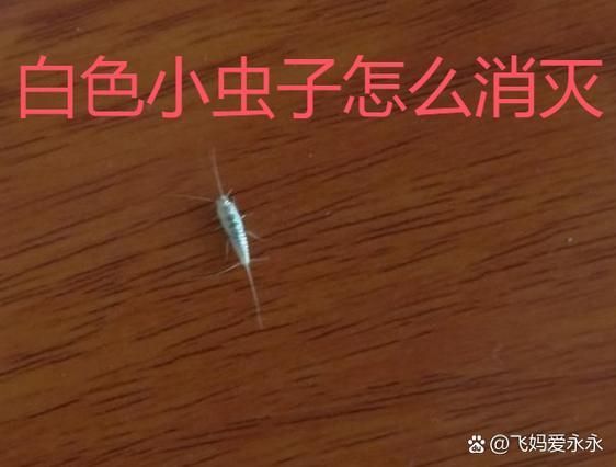 如何判斷魚病類型？，arxiv論文助手arxiv論文助手判斷魚病四維診斷法