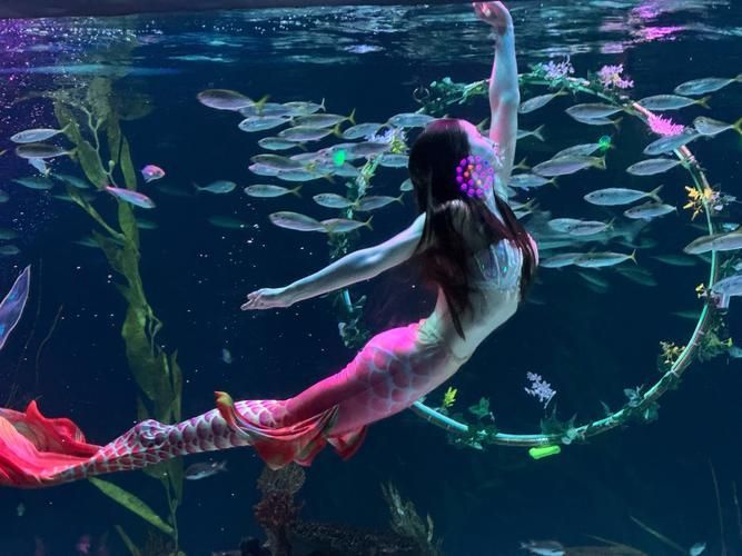 蚌山龍魚水族館的口碑如何，蚌山龍魚水族館口碑如何